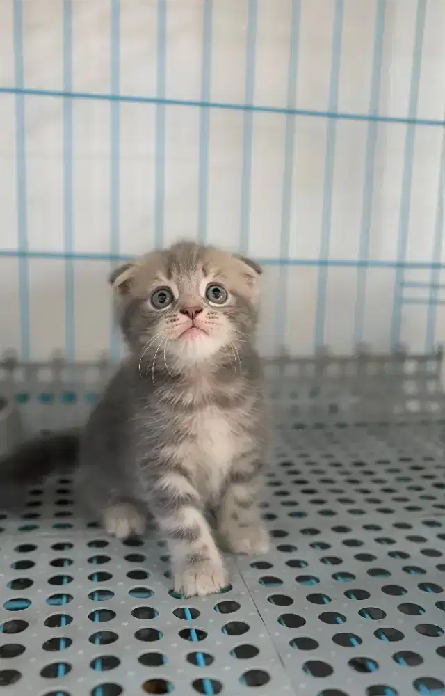 SCOTTISH FOLD TABBY
