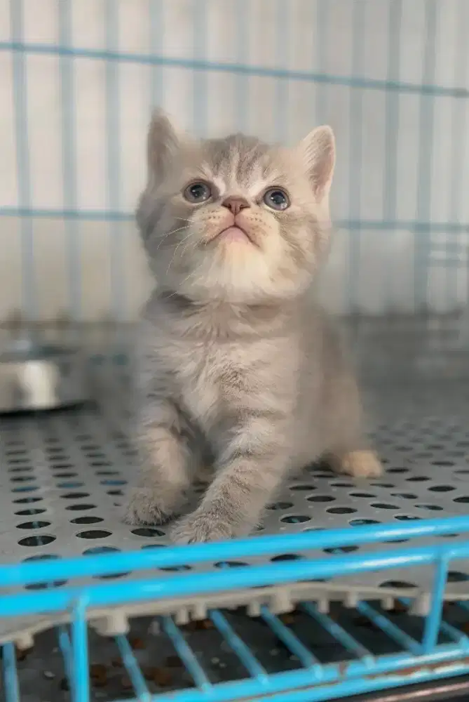 SCOTTISH STRAIGHT TABBY