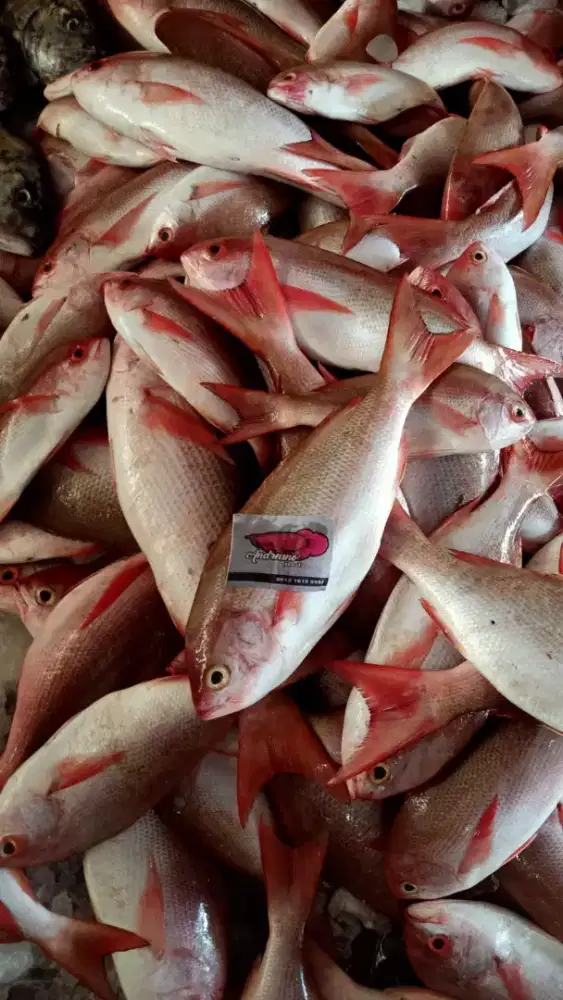 Membutuhkan kurir motor