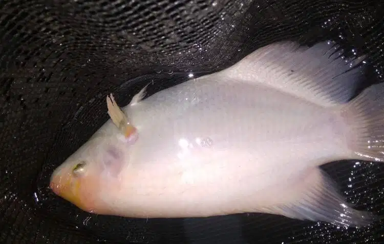 Dijual gurameh padang