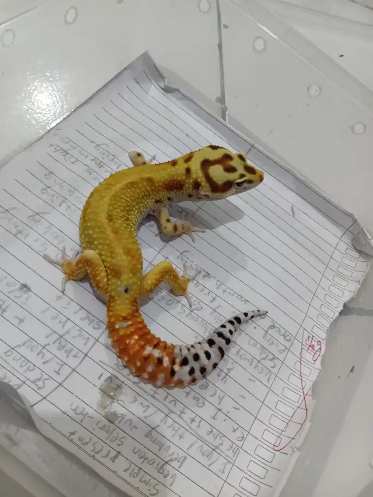 Gecko jantan muda