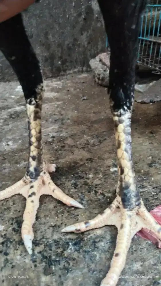 Ayam bangkok klasik indukan