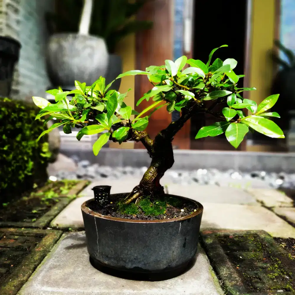 Jual bonsai lua