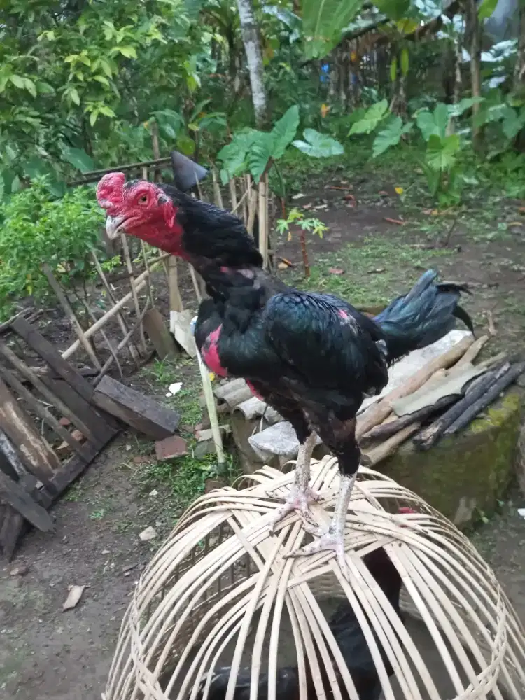 Ayam Bangkok Aneh pukul bom