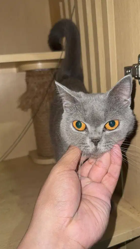 Jual British Shorthair Betina + Kandang Casa de Petto