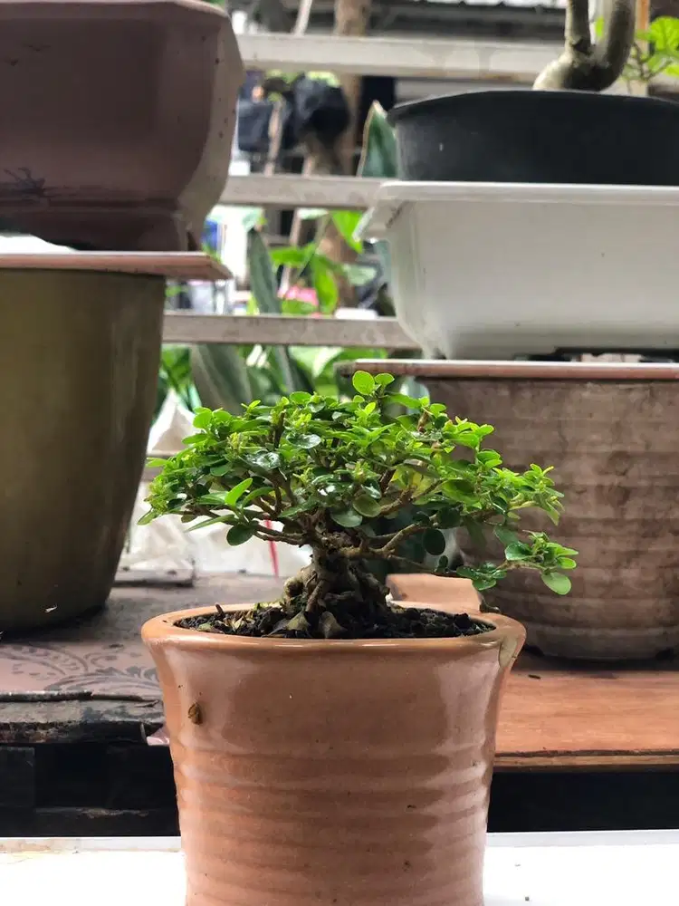 Pohon Bonsai sancang