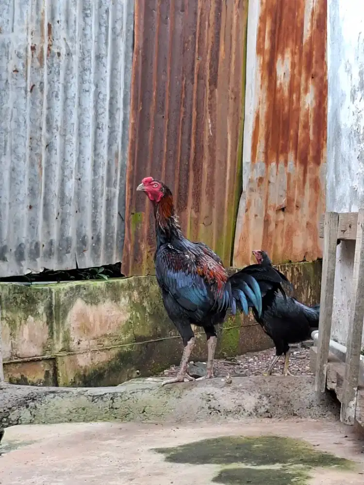 Ayam Bangkok Remaja