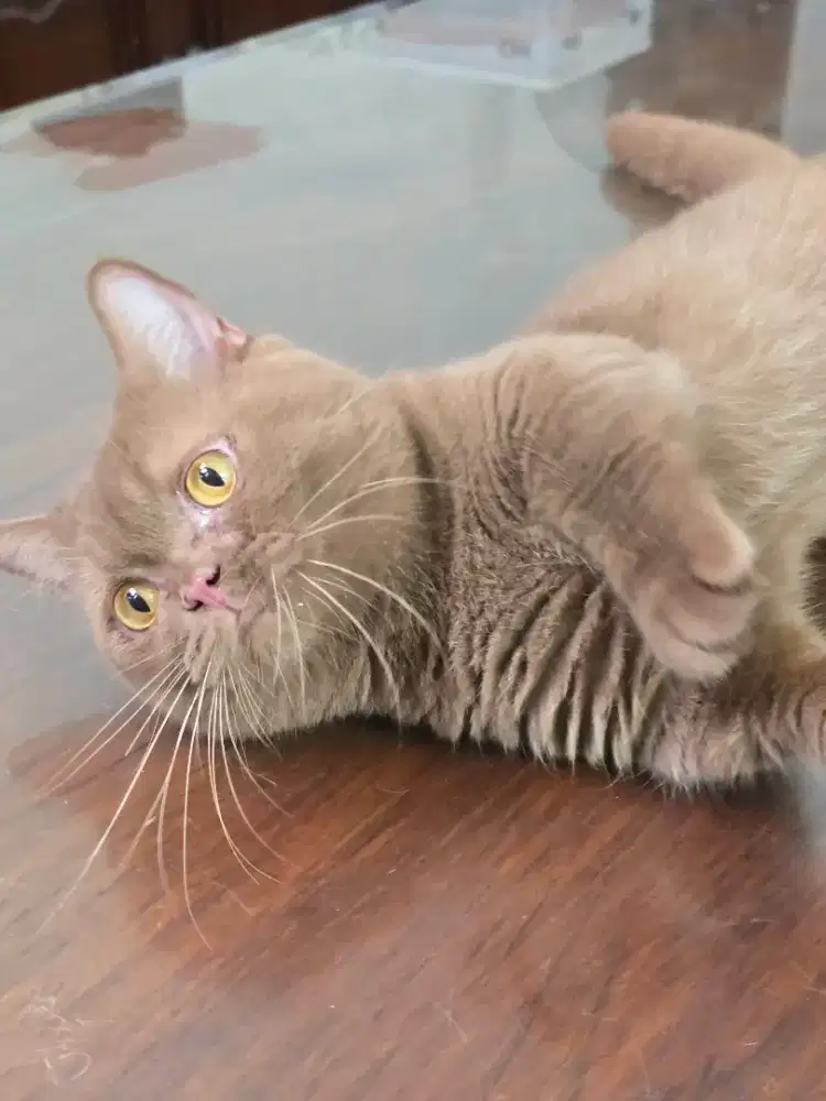 Kucing british shorthair bsh british shorthair