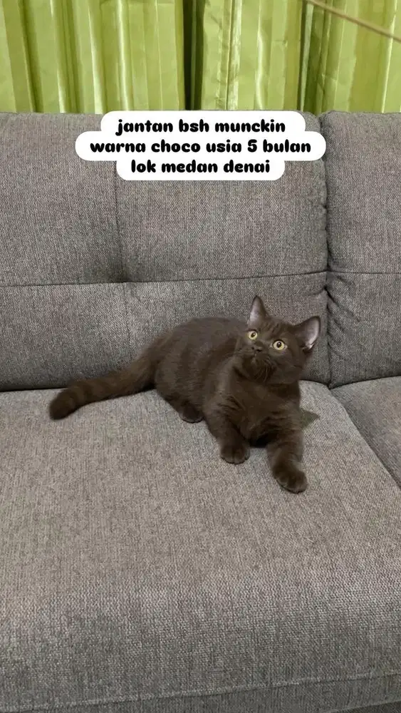 jantan bsh munckin choco