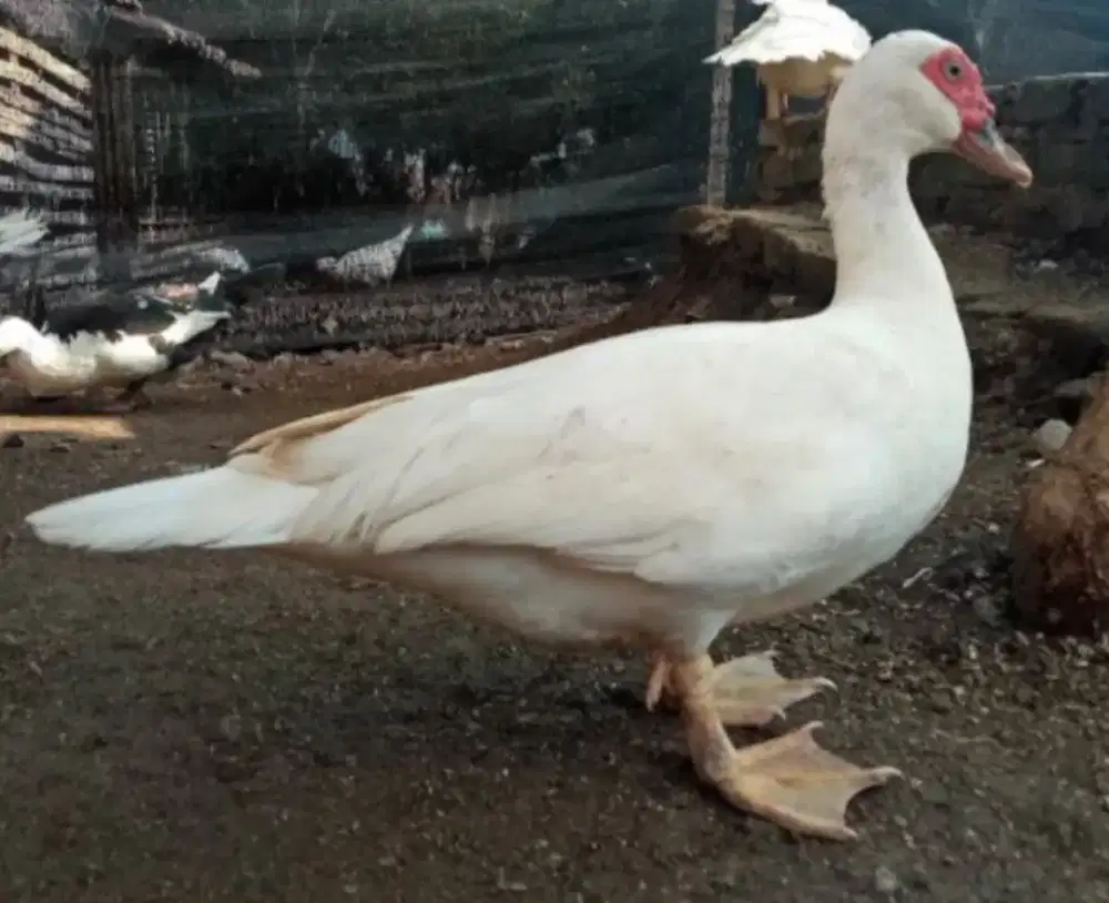 Di jual Bebek Entok Rambon siap produksi