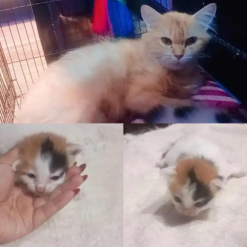 Persia induk+anaknya