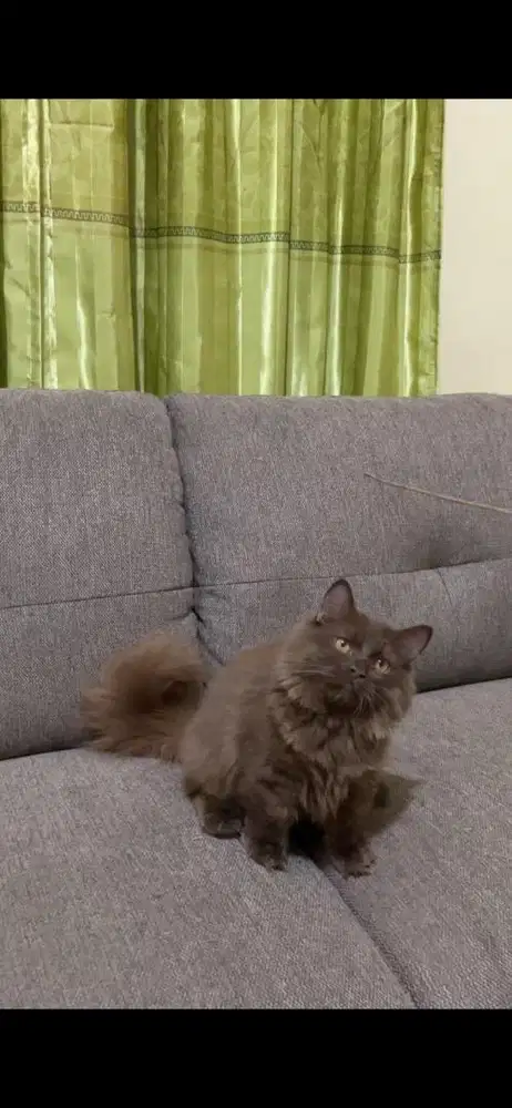 jantan munckin longhair choco