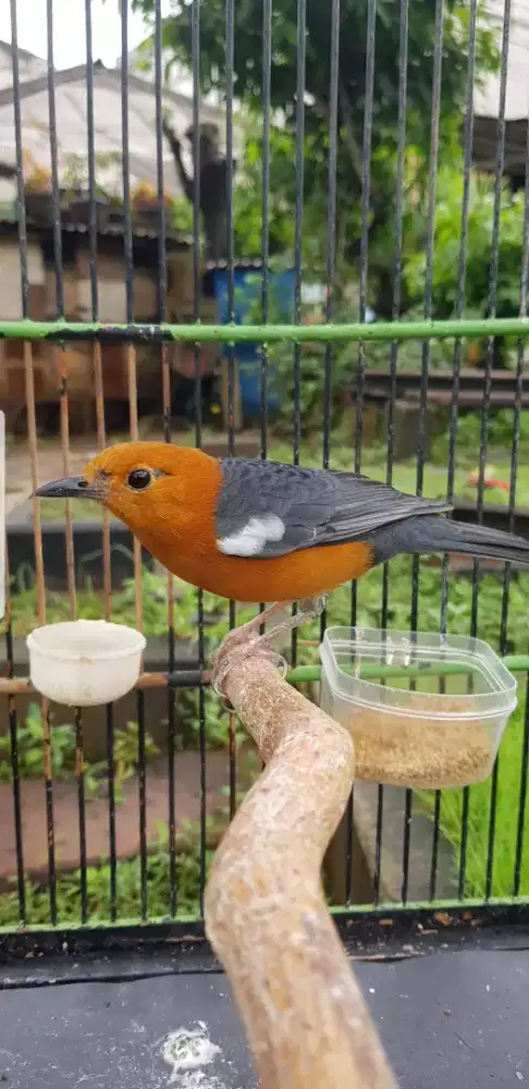 burung anis merah jantan MH