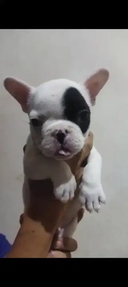 French bulldog puppy