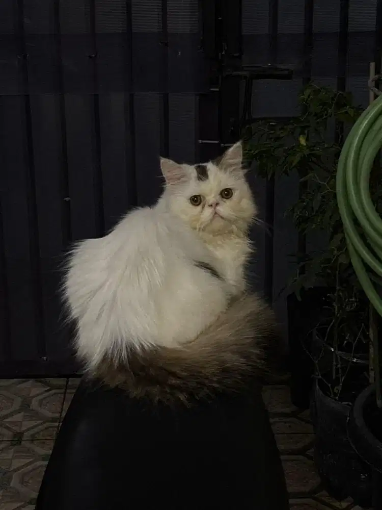 Jantan 6 Bulan Peaknose