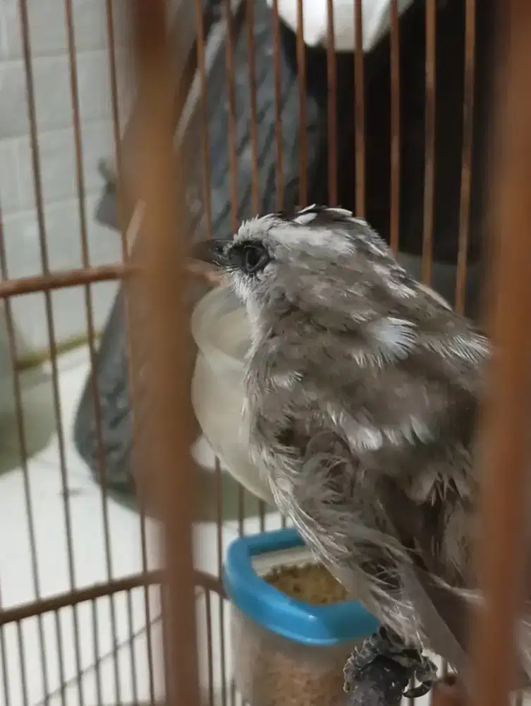 Trucukan blorok ropel