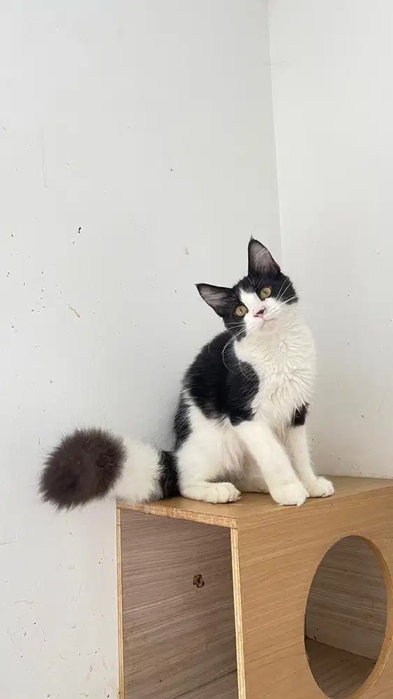 Kucing mainecoon