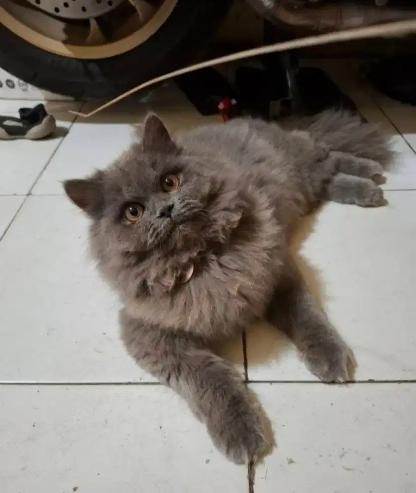 Kucing BLH longhair