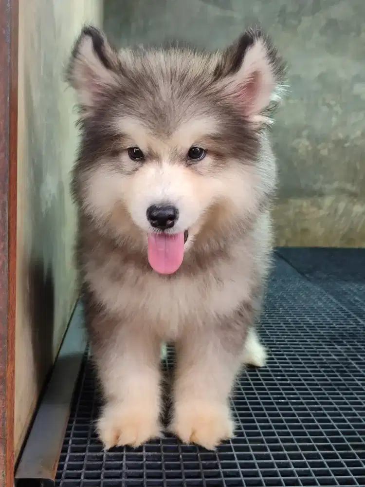 alaskan malamut jantan