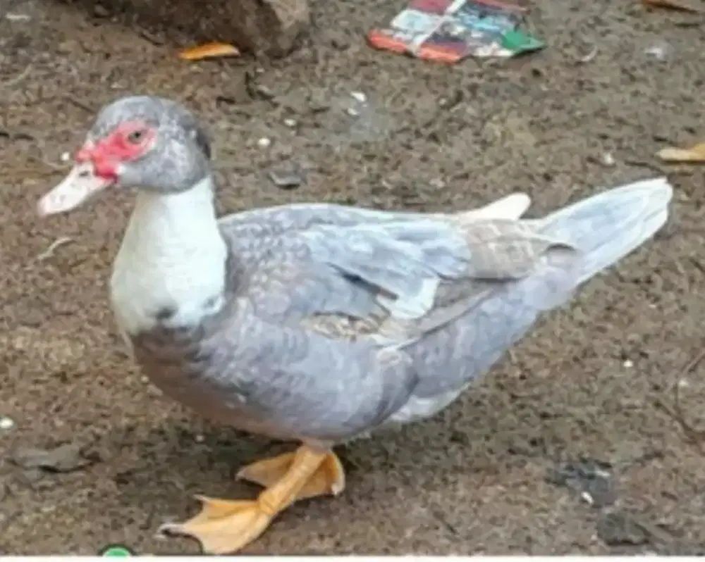 Bebek entok betina Kelabu