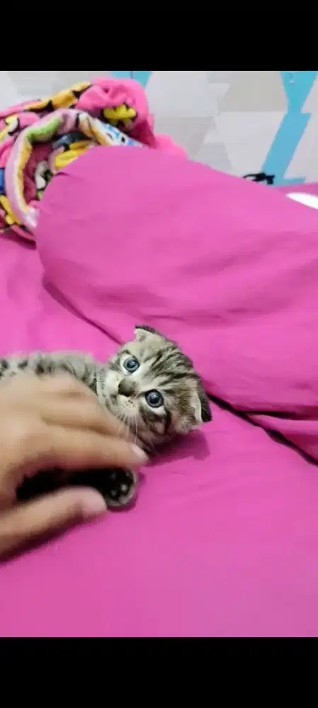 Munchkin Scottish fold