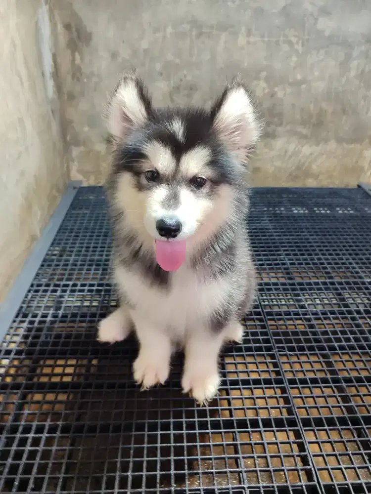 alaskan malamut betina