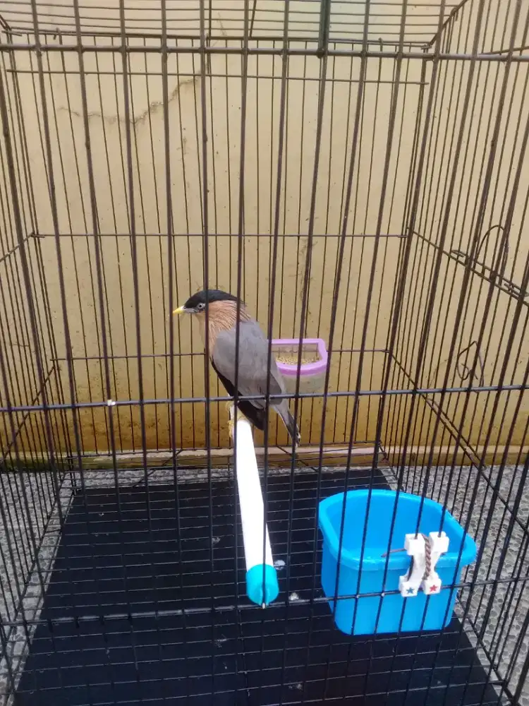 Burung jalak brahma jantan .