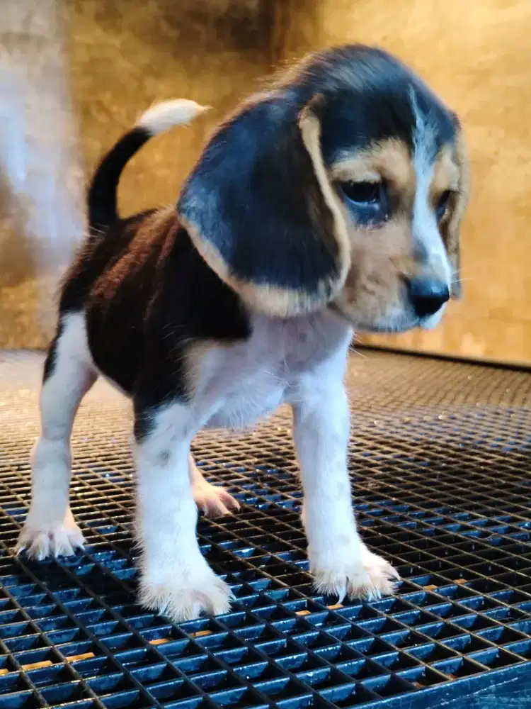 beagle puppy jantan betina