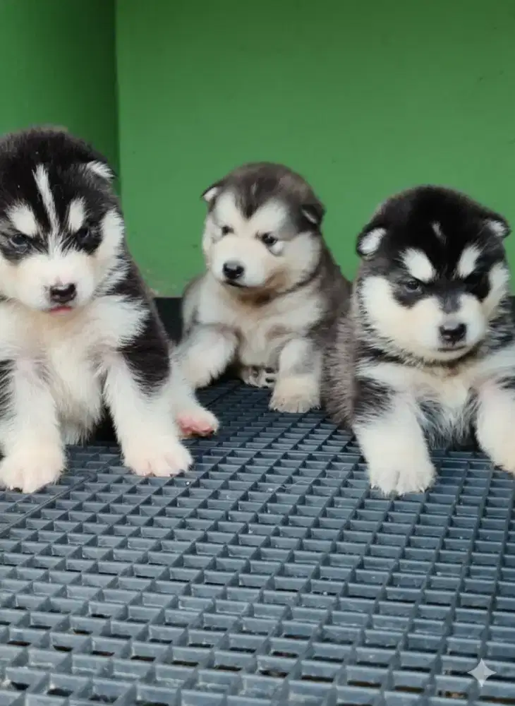 siberian husky x malamut