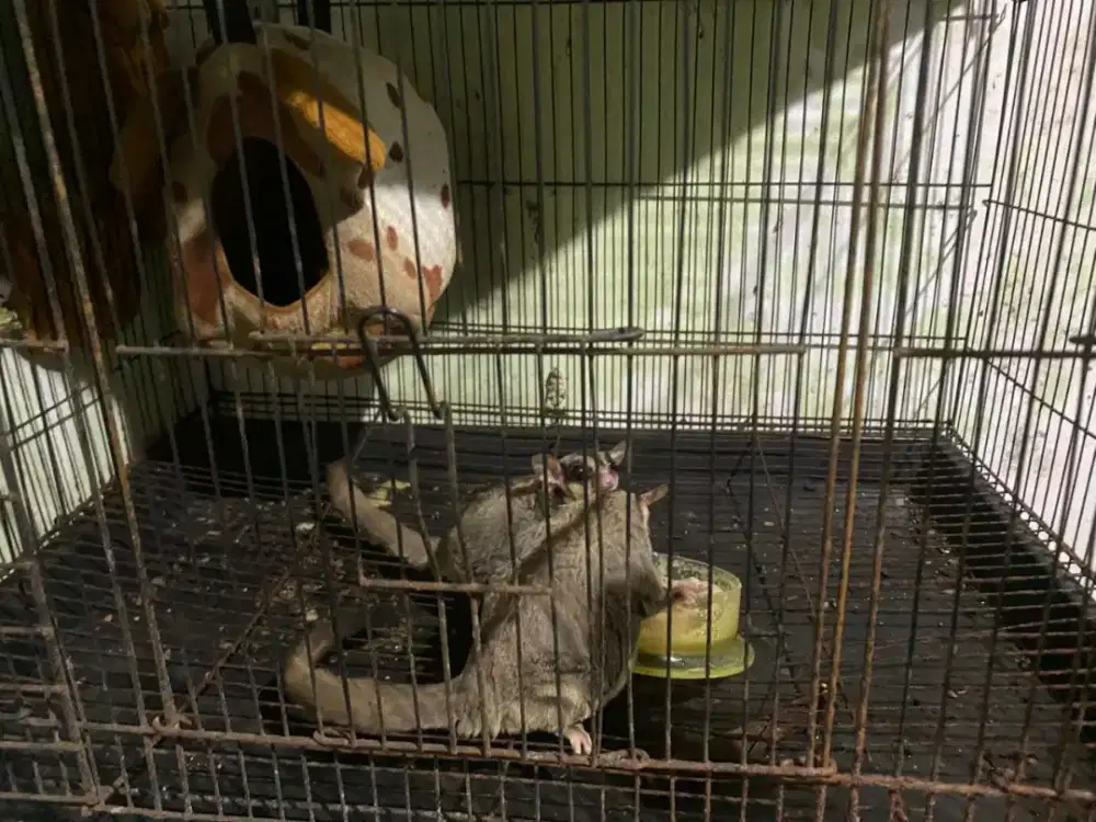 SUGAR GLIDER SEPASANG + KANDANG