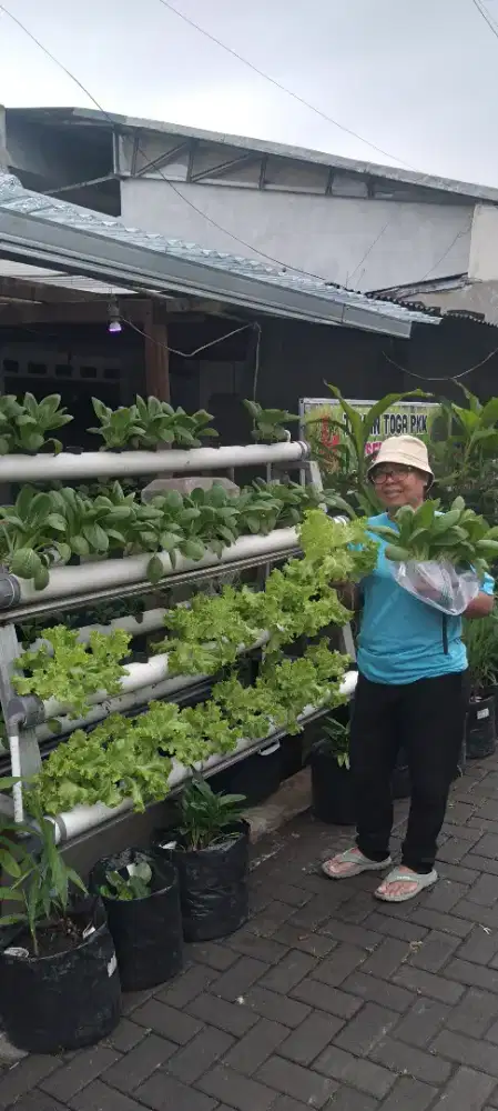 Sayuran Hidroponik petik sendiri