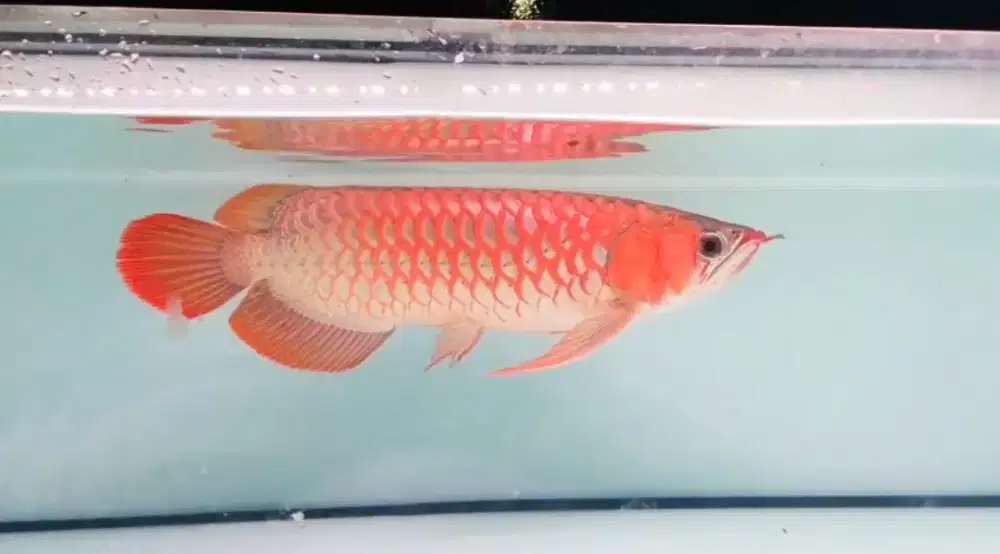 arwana super red 40cm merah merona