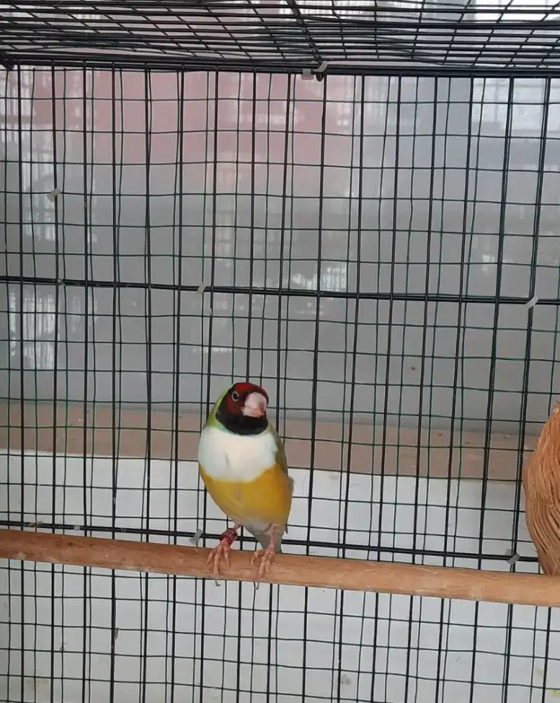 Burung Gould Amadine Betina dewasa