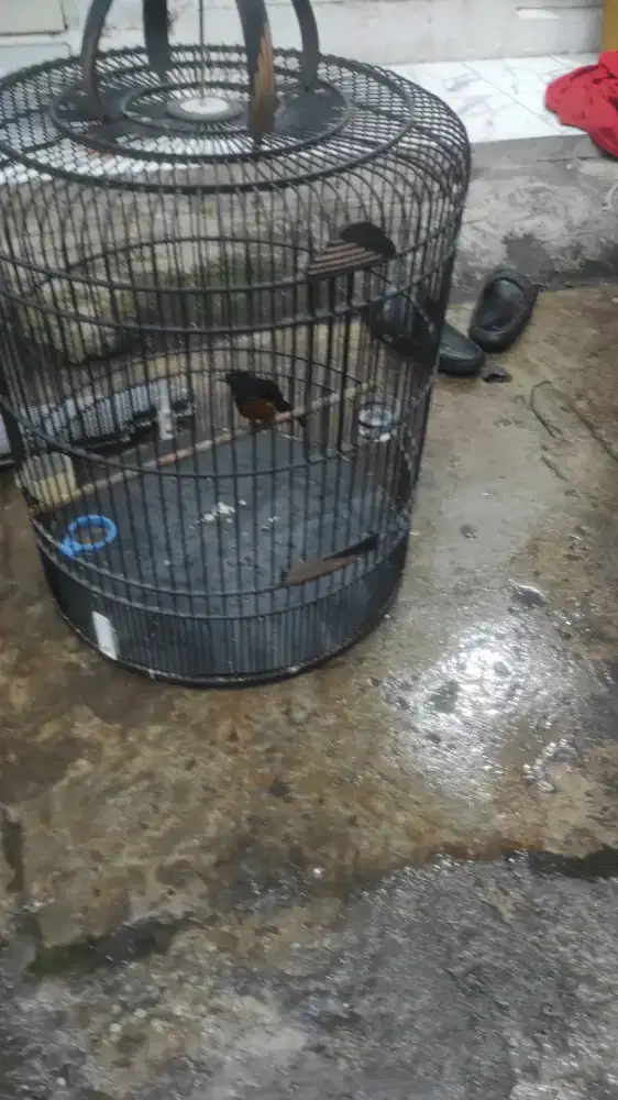 Murai gacor dor prestasi