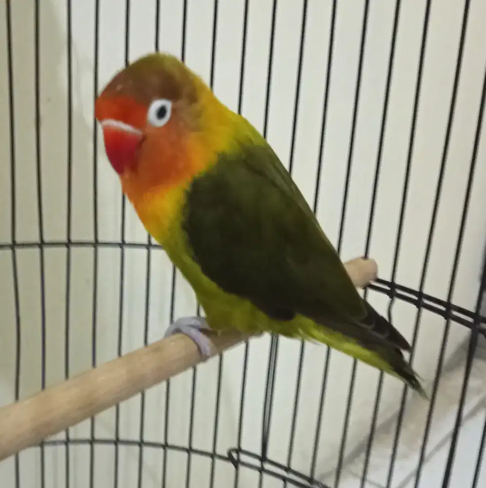 Burung Lovebird