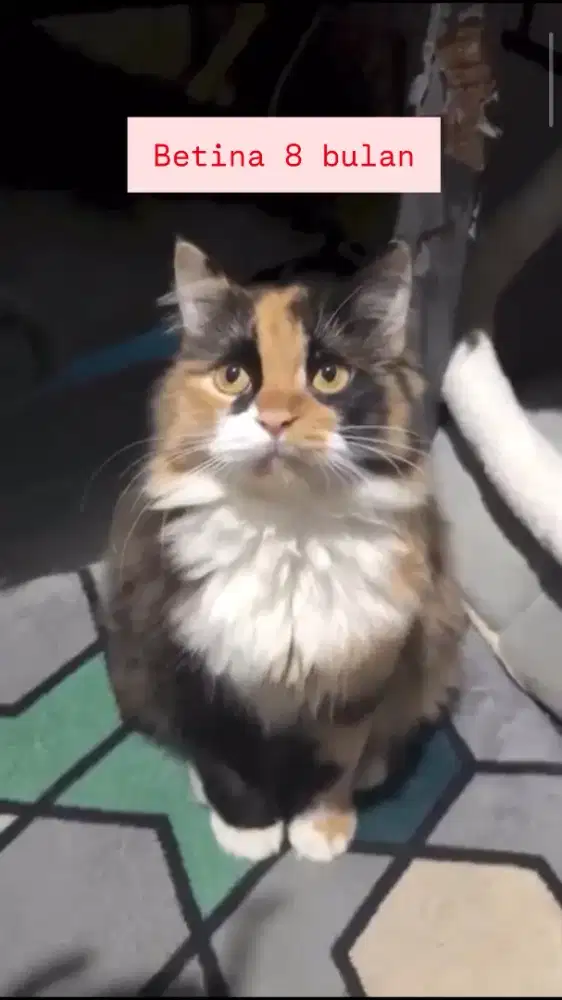 Persia medium persia medium