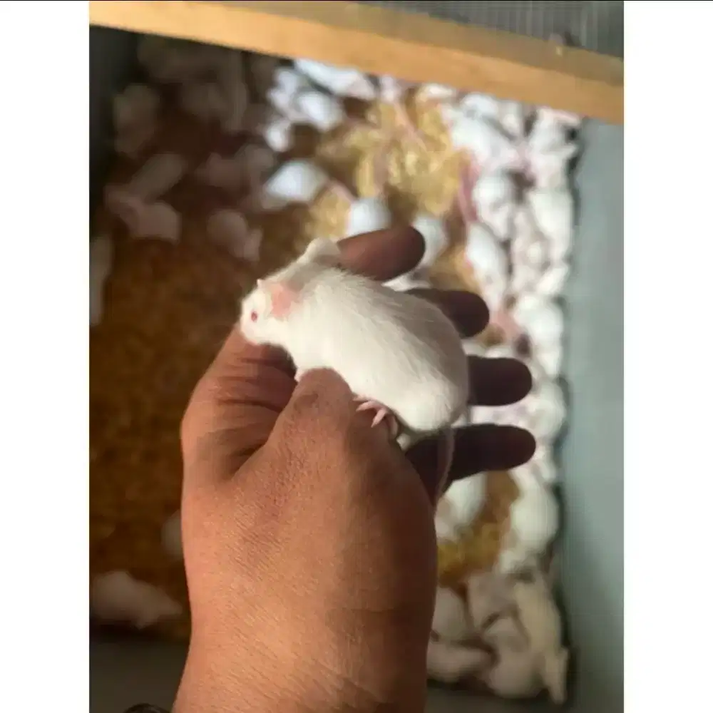 Tikus Putih / Mencit