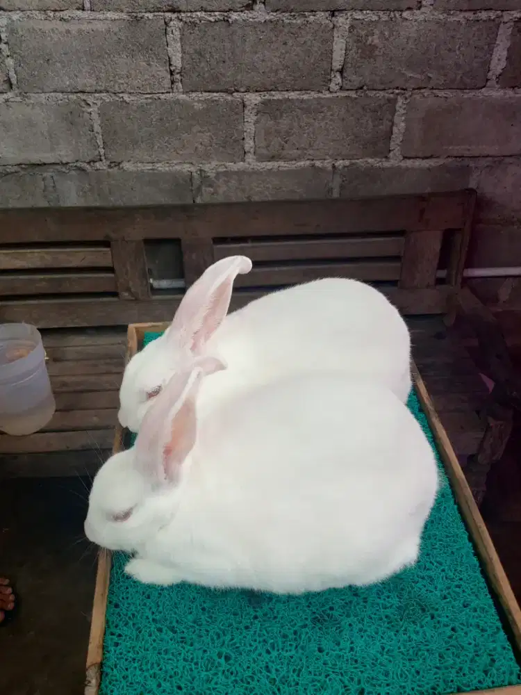 Kelinci jenis new Zealand white umur 4 bulan