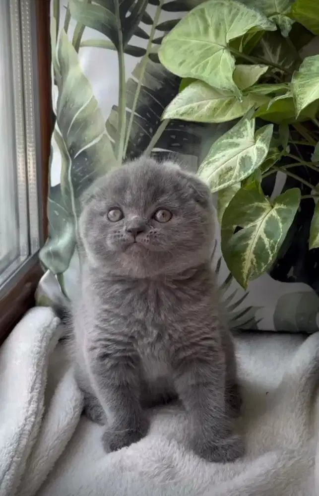 Scootish fold shorthair