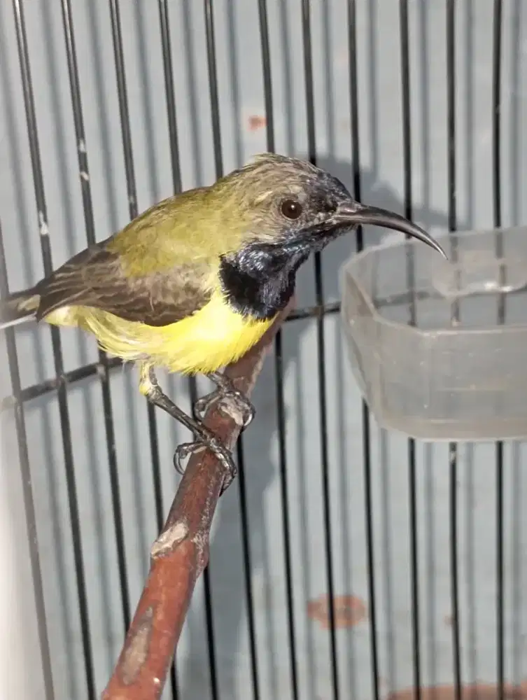 Burung so gon rajin bunyi masteran murai