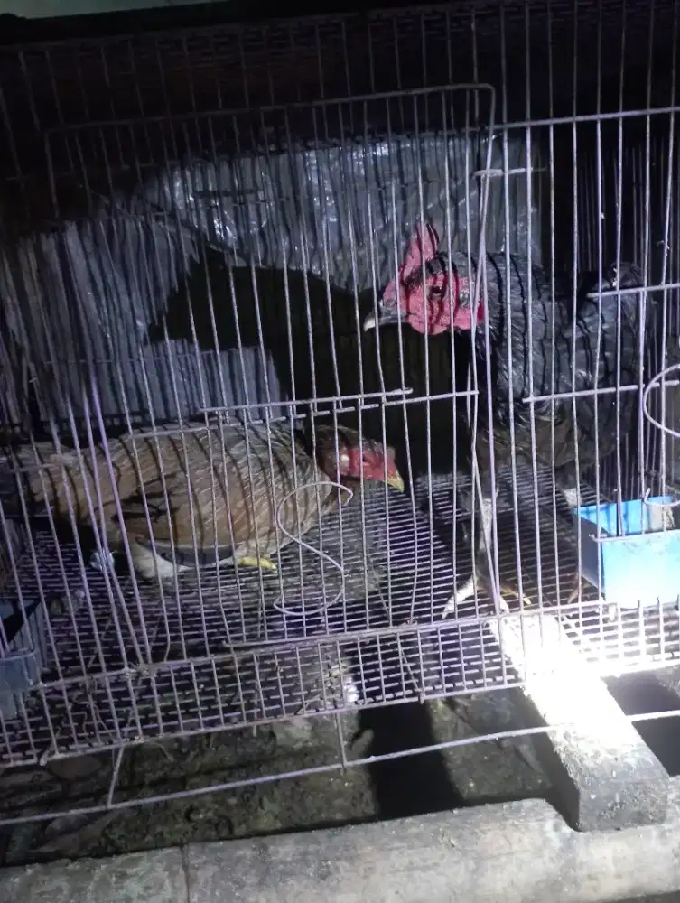 Ayam Biang kampung big siap nelor