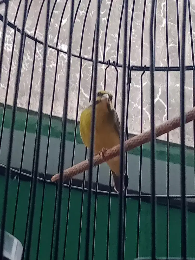 mozambik gede gacor jinak