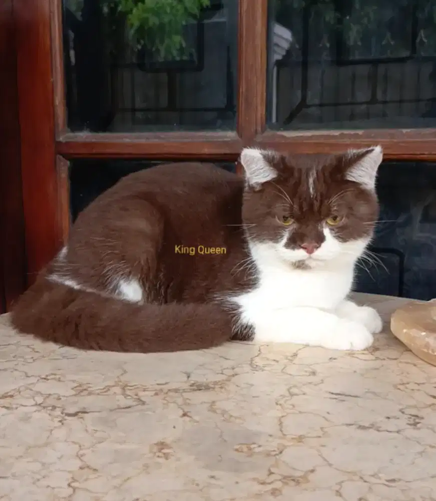 Kucing British Shorthair BSH Cinnamon Choco Bicolor Jantan 6 bulan