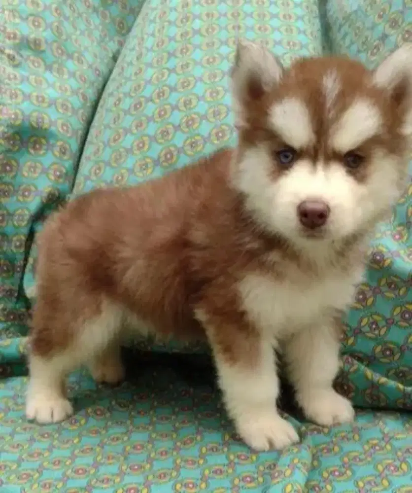 DIJUAL ANAK ANJING SIBERIAN HUSKY