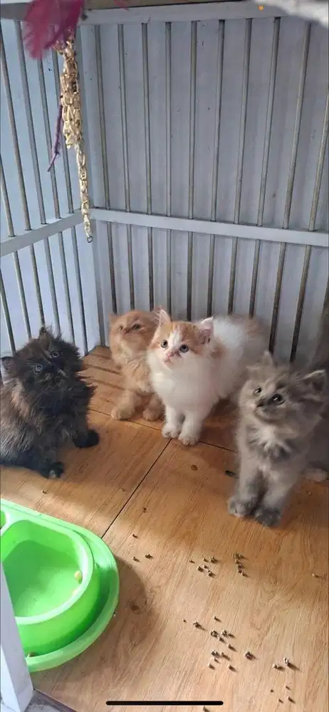 lepas adop kitten usia 3 bulan