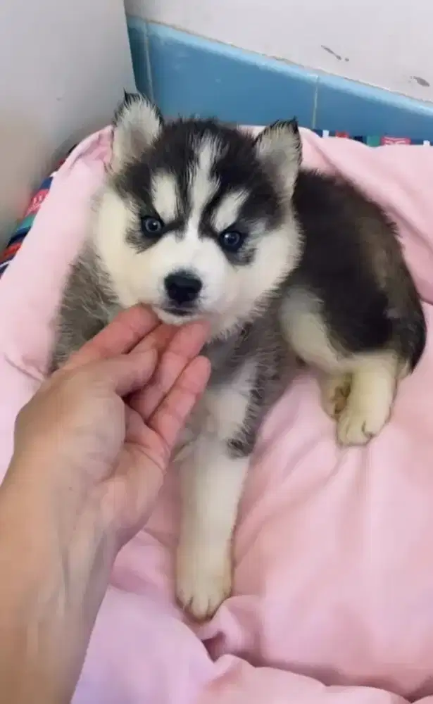 DIJUAL ANJING SIBERIAN HUSKY