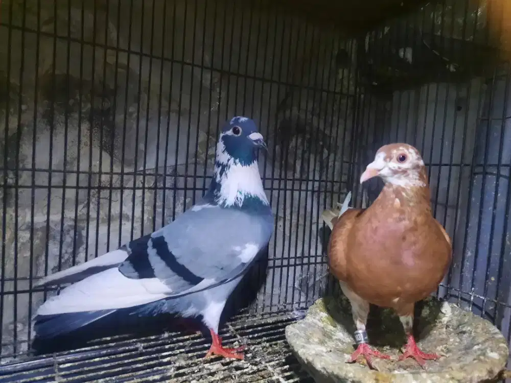 INDUKAN MERPATI  POS BANDUNG