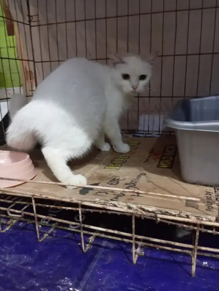 Kucing British Shorthair betina proven