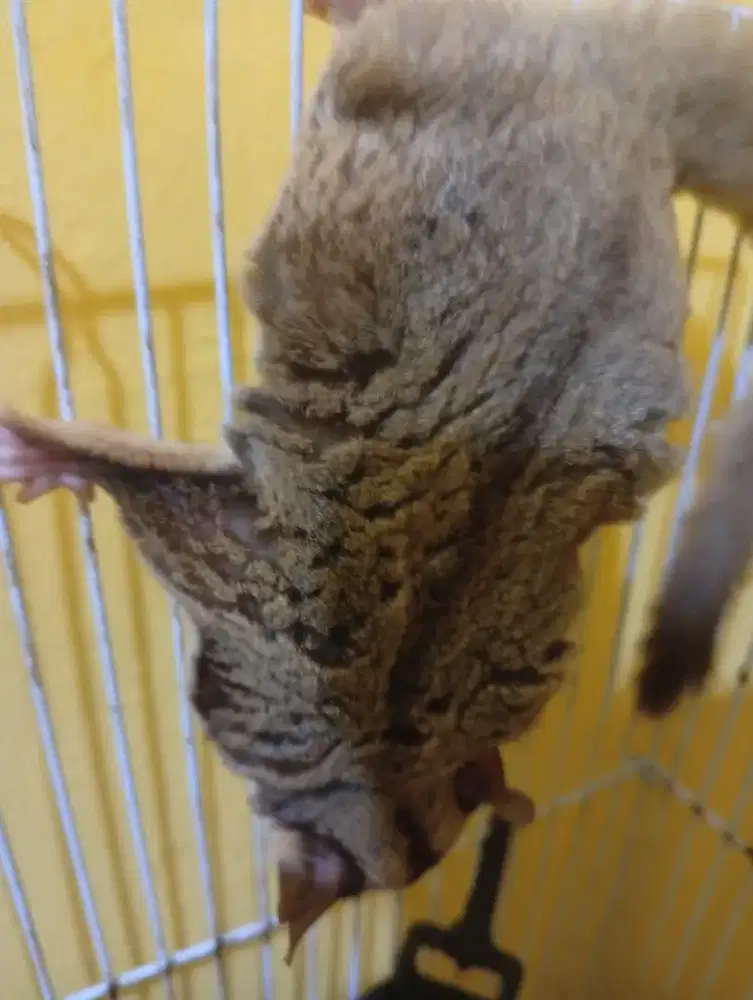 Edisi cuci gudang, siapa cepat dia rezekinya