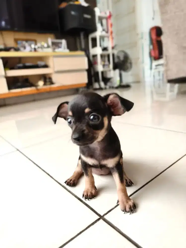 Chihuahua mix puppy